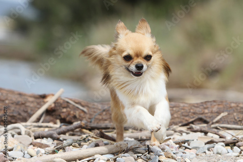 Chihuahua en promenade  