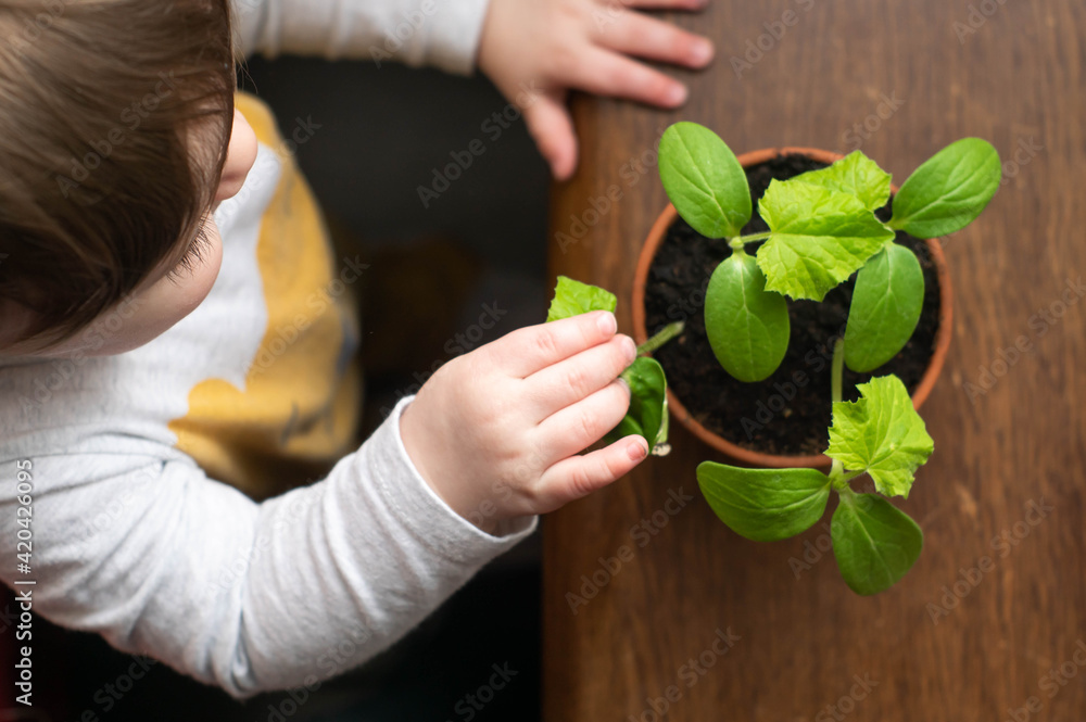 Little baby boy touching cucumber plant in a pot on wooden table, learning about ecology, sustainable life and gardening from early childhood.