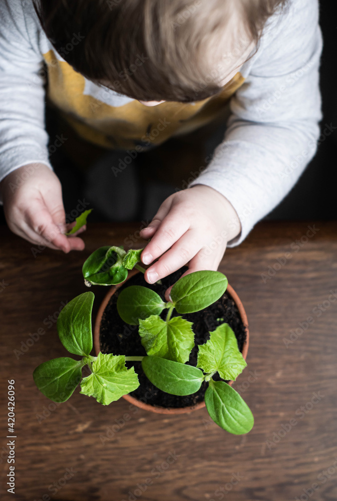 Little child touches cucumber plant and soil in a pot on wooden table, learning about ecology, sustainable life and gardening from early childhood. Ecological awareness lesson.