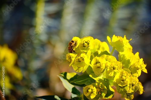 Close up of honey bee gathering nectar from yellow euphorbia nicaeensis flowers. Selective focus. photo