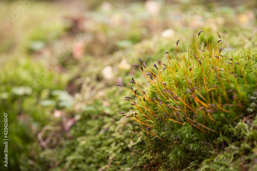 green moss inside the forest