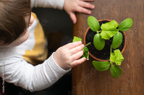 Obraz na płótnie Little baby boy touching cucumber plant in a pot on wooden table, learning about ecology, sustainable life and gardening from early childhood. w salonie
