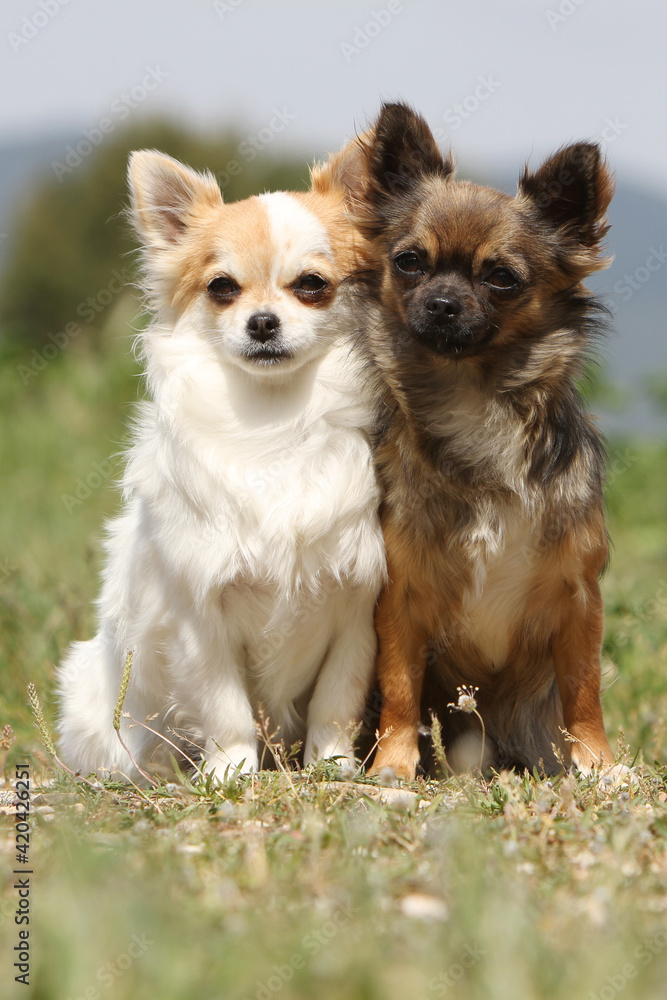 Deux Chihuahua  de différentes couleur assis dans l'herbe