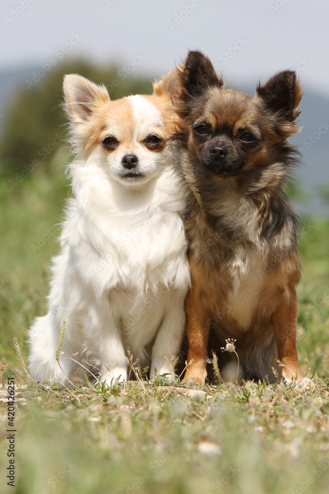 Deux Chihuahua de différentes couleur assis dans l'herbe Deux Chihuahua de différentes couleur assis dans l'herbe