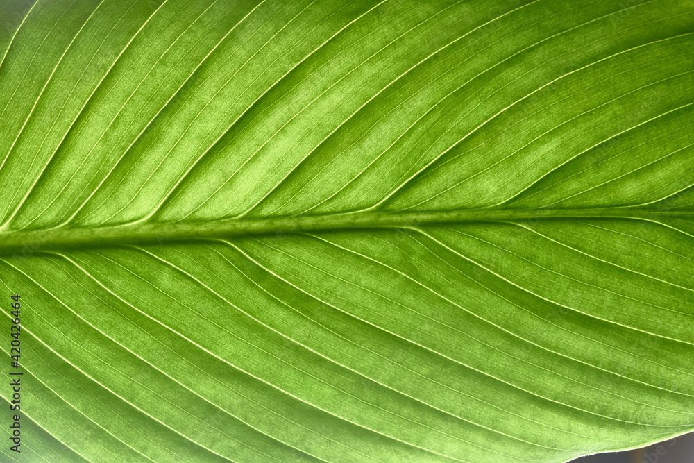 beautiful fresh green spathifyllum leaves beautiful fresh green spathifyllum leaves