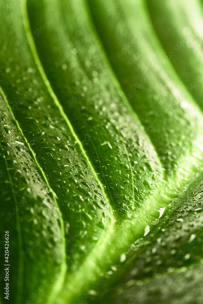 beautiful fresh green spathifyllum leaves beautiful fresh green spathifyllum leaves