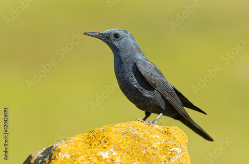 Male Blue rock thrush with rutting plumage in his breeding territory at his favorite perches in the last light of day