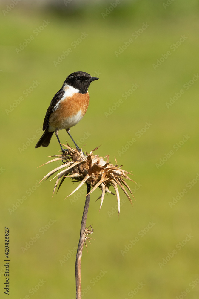 Common stonechat male in rutting plumage with first morning lights in his breeding territory Common stonechat male in rutting plumage with first morning lights in his breeding territory