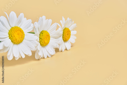 fresh chamomile on beige background. copy space