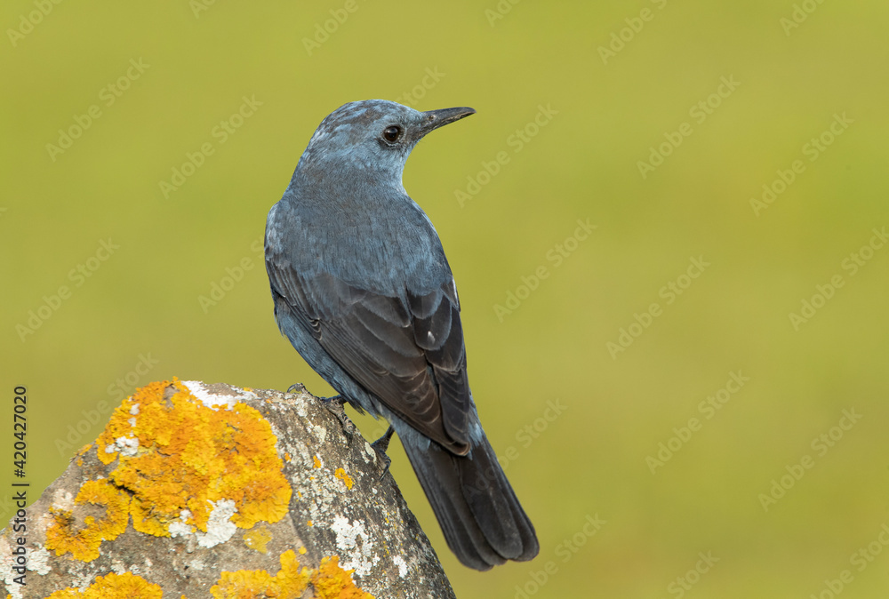 Obraz premium Male Blue rock thrush in breeding plumage with late afternoon lights in his breeding territory