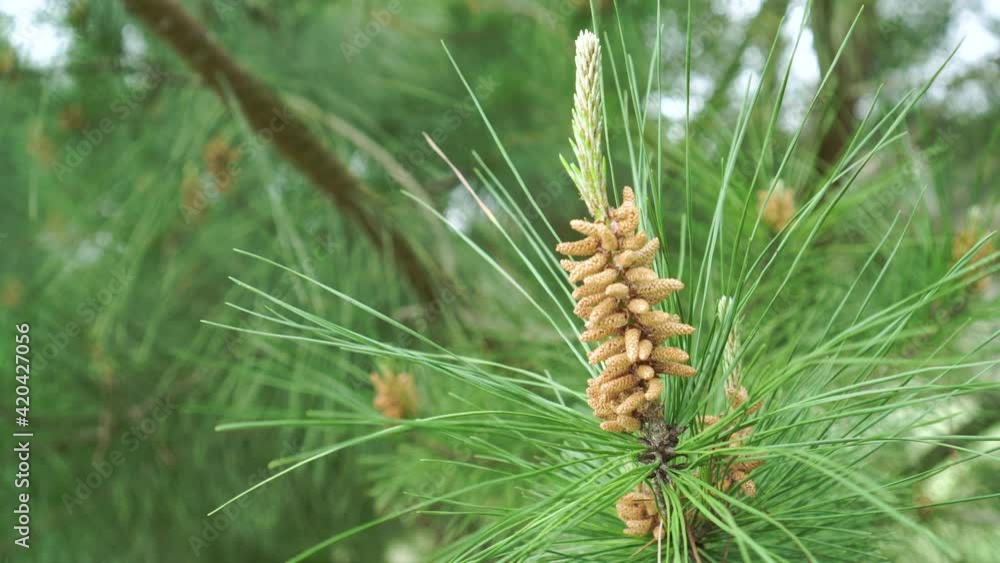 A blossoming pine tree with new cones and sprouts with pollen. Blooming in a pine coniferous forest. Close-up. Handheld shot A blossoming pine tree with new cones and sprouts with pollen. Blooming in a pine coniferous forest. Close-up. Handheld shot