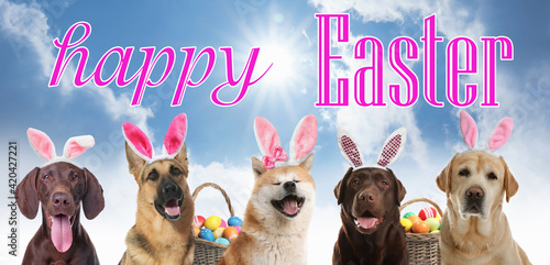 Photography Happy Easter. Cute dogs with bunny ears headbands outdoors