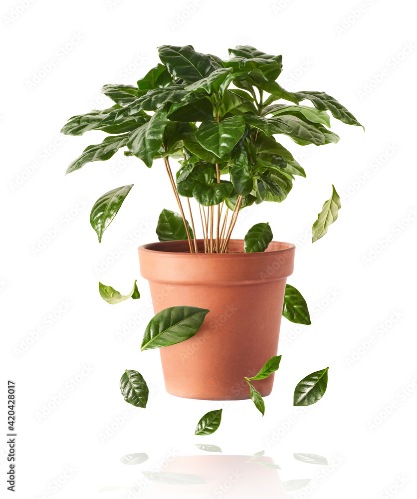 Fototapeta premium beautiful fresh green coffee leaves