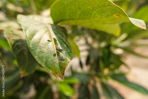 leaf of a tree