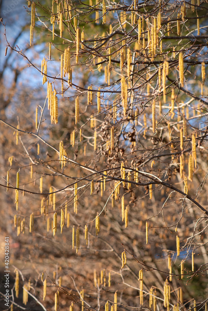 custom made wallpaper toronto digitalSpring rain from yellow buds. Beauty of nature. Sunny spring day