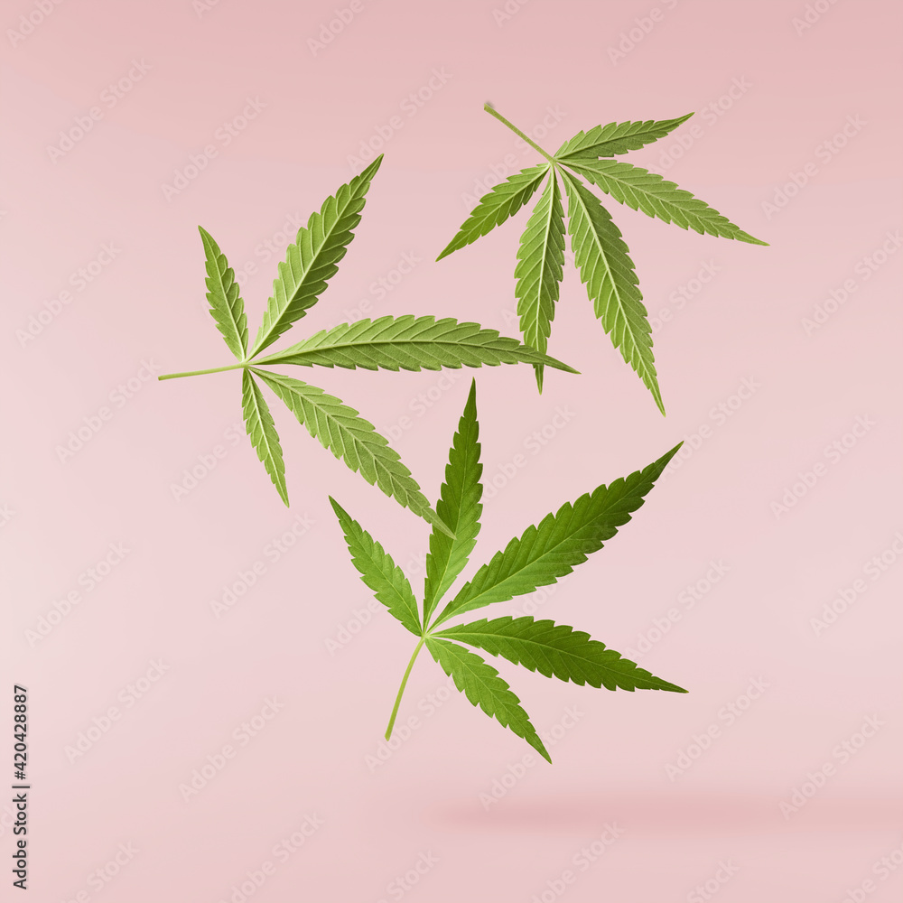 marijuana canabis leaf on field ganja farm sativa leaf weed