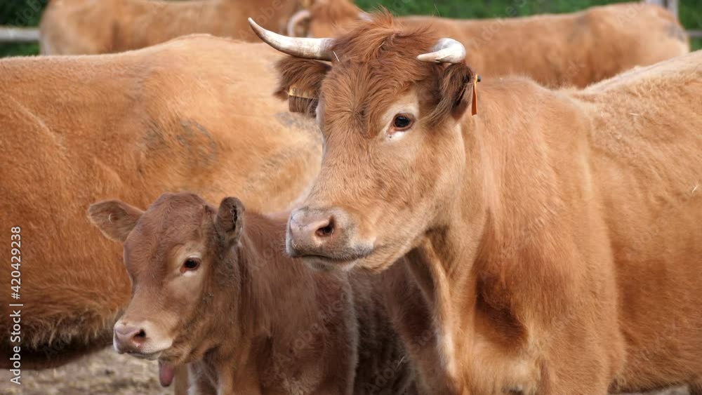 Close up of a red limousine steer cow and calf. (60fps). Close up of a red limousine steer cow and calf. (60fps).