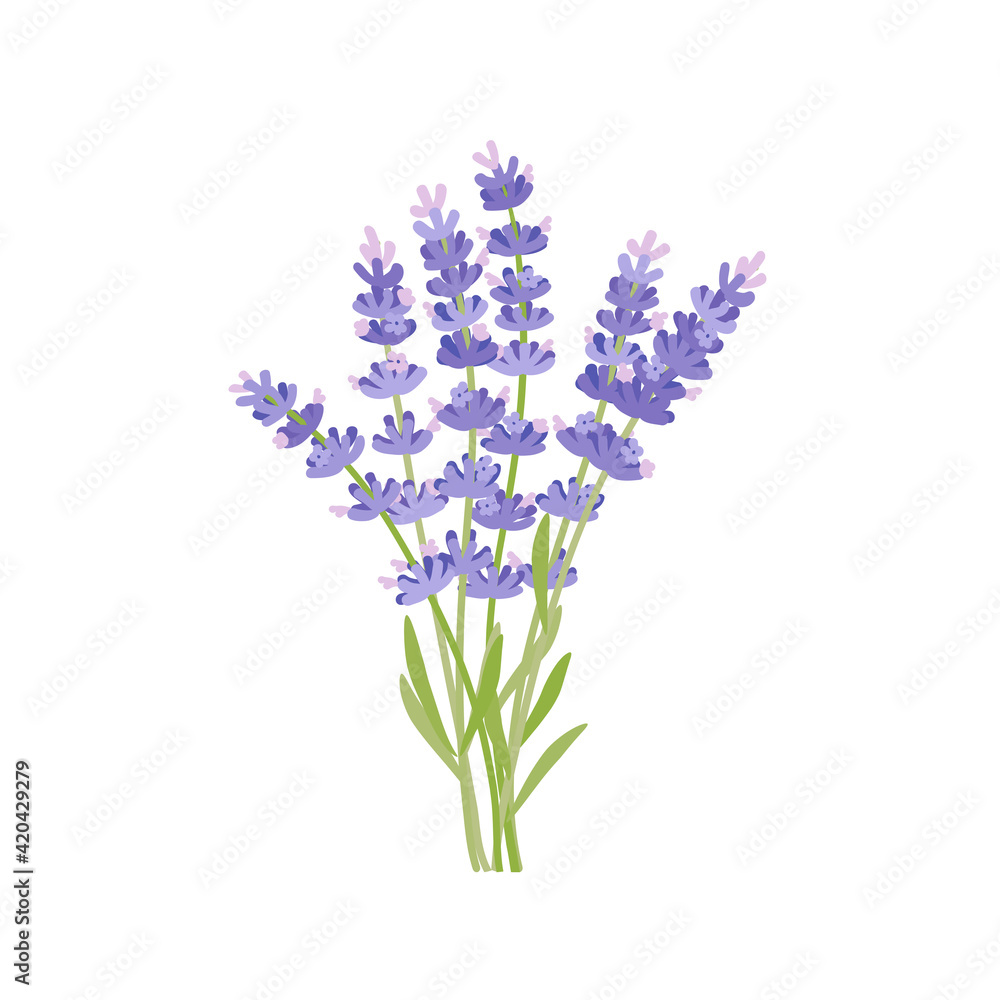 Bouquet of lavender. Vector illustration cartoon flat icon isolated on white background.