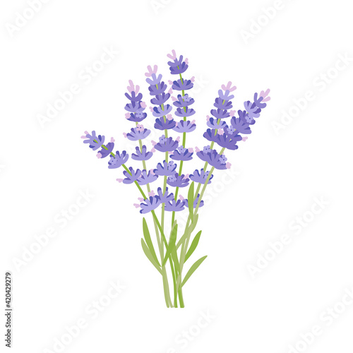 Bouquet of lavender. Vector illustration cartoon flat icon isolated on white background.