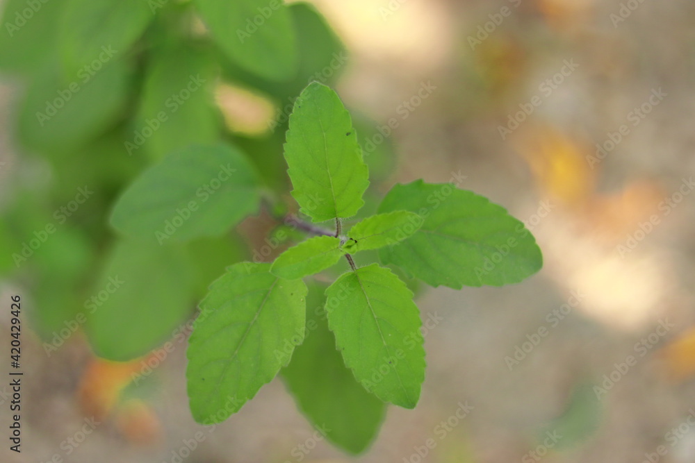 Growing green leaves of pure and fresh organic Ayurvedic medicinal plant tulshi ( basil) Growing green leaves of pure and fresh organic Ayurvedic medicinal plant tulshi ( basil)