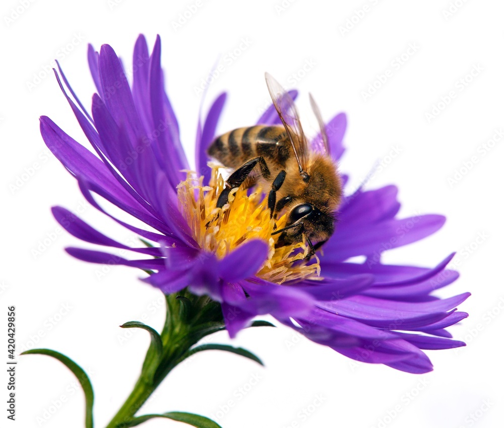 bee or honeybee Apis Mellifera on flower isolated white bee or honeybee Apis Mellifera on flower isolated white