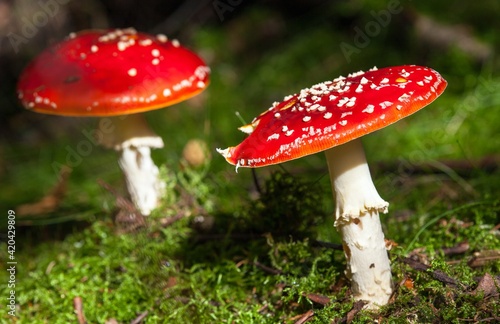 fly agaric or fly amanita muscaria fungus