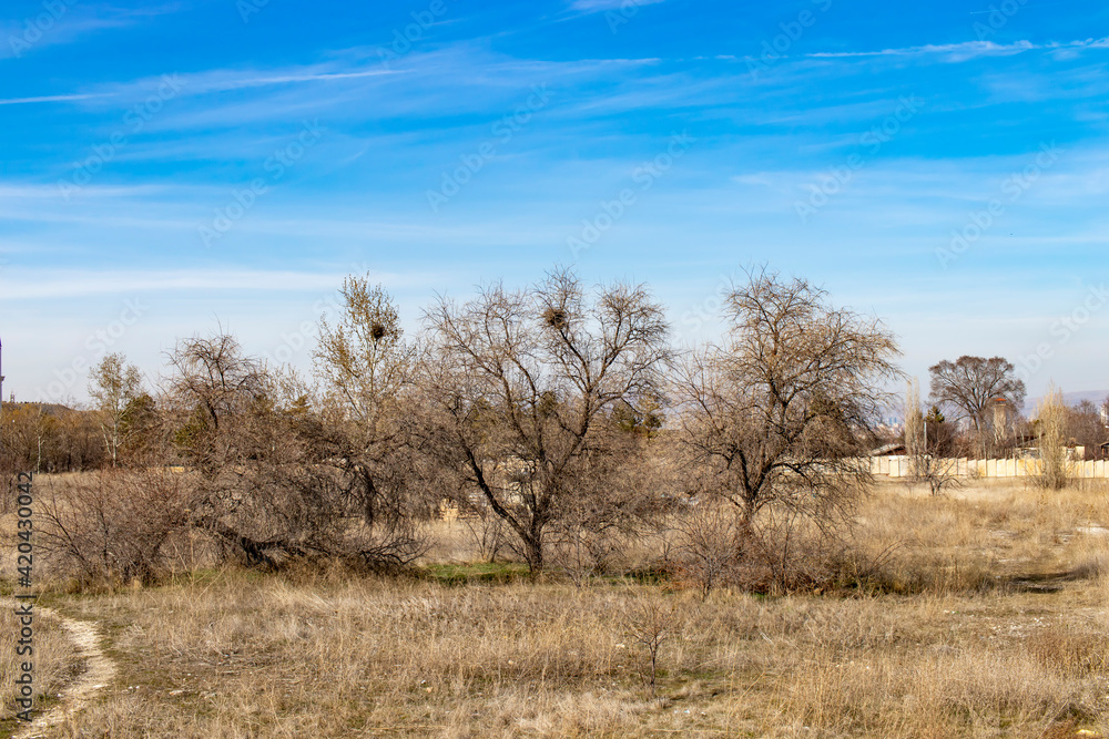 in winter, the plain with dry trees
in winter, the plain with dry trees