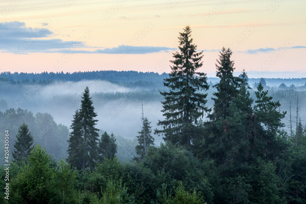 Picturesque summer forest landscape. Beautiful foggy morning in the forest. Mists rise above the trees. View of the fir trees in the fog. Majestic expanses of nature. Travel and hiking in the forest.
