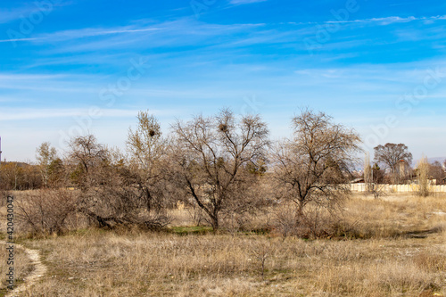  in winter, the plain with dry trees
