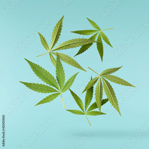 marijuana canabis leaf on field ganja farm sativa leaf weed