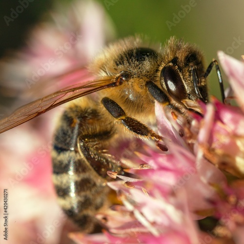 bee or honeybee in Latin Apis Mellifera on red flower