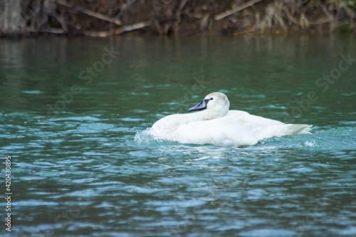 A wild trumpet swan swims in the river
