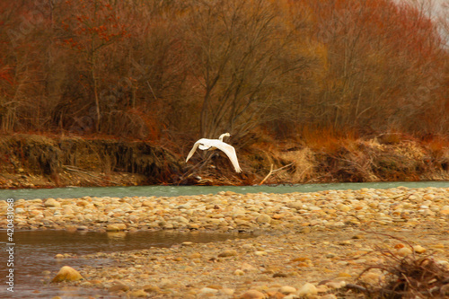 A wild trumpet swan flies over the river
