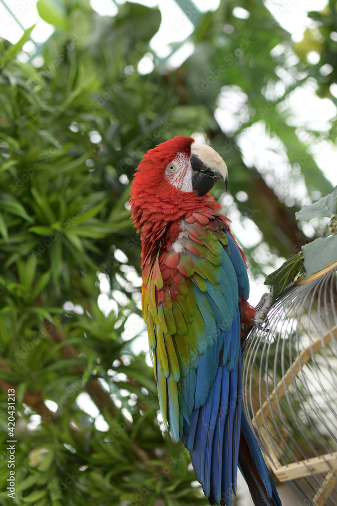 Red-headed macaw parrot on an iron cage in a tropical garden