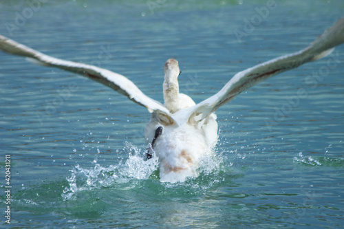A wild trumpet swan takes off from the river