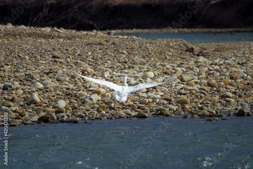 A wild trumpet swan takes off from the river