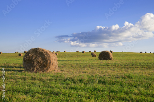 Rolled dry hay on a harvested field at sunset