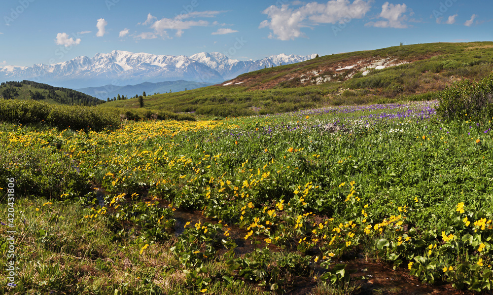 Blooming spring meadow and stream on the background of snow-capped mountains