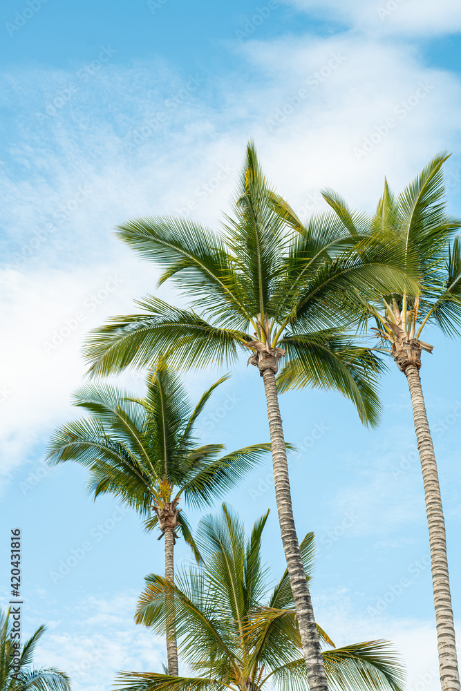Palmen am Strand bei Sonnenschein und blauem Himmel Palmen am Strand bei Sonnenschein und blauem Himmel