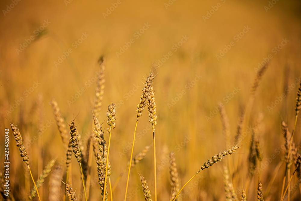 golden wheat field and sunny day Rural landscape. Beautiful natural scenery at sunset. Rich harvest. golden wheat field and sunny day Rural landscape. Beautiful natural scenery at sunset. Rich harvest.