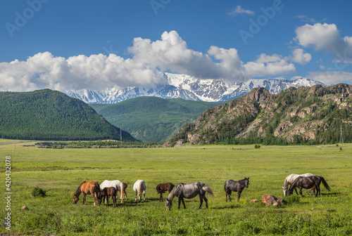 Horses graze in a meadow against the background of snow-capped peaks  summer day in the Altai mountains