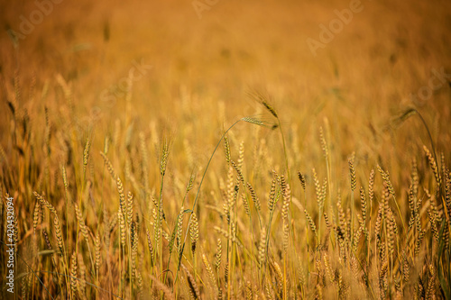 golden wheat field and sunny day Rural landscape. Beautiful natural scenery at sunset. Rich harvest.