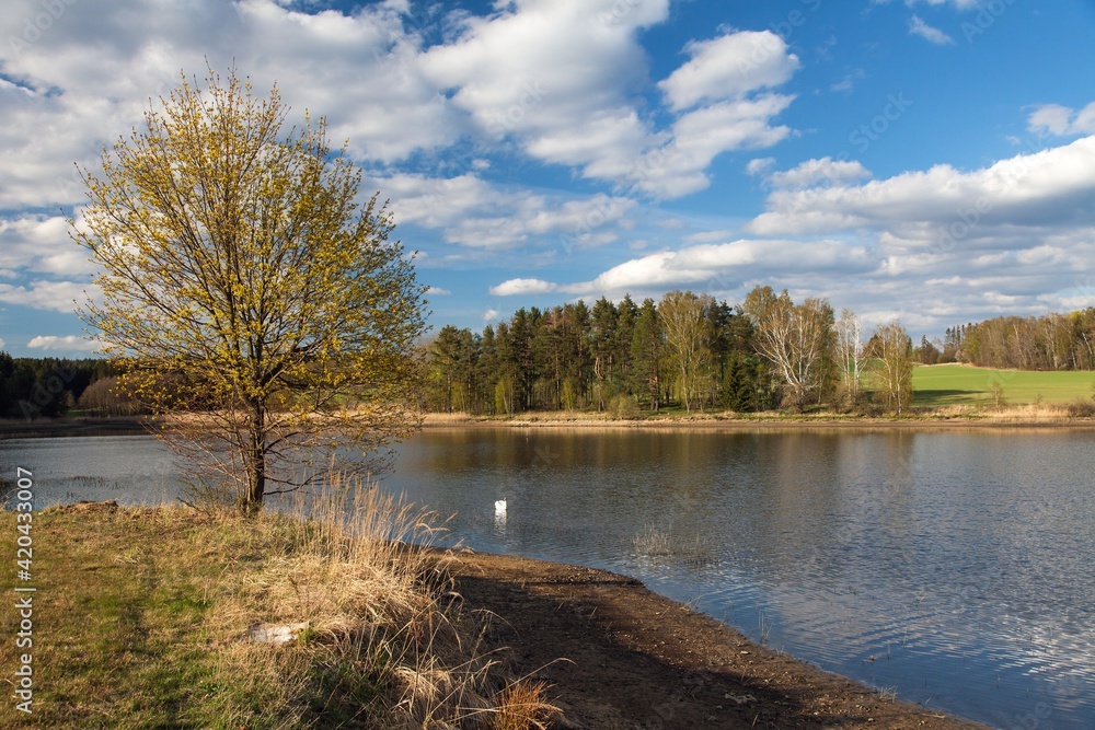pond with swan and beautiful clouds, springtime view pond with swan and beautiful clouds, springtime view