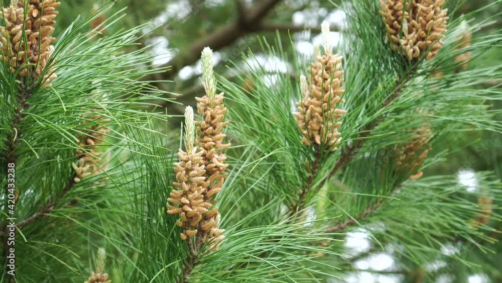 Blooming young pine cones with pollen sprouts. Close-up. Handheld shot