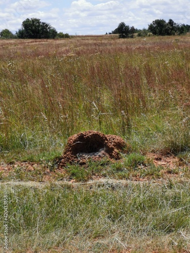 Deserted ants nest with cobwebs.