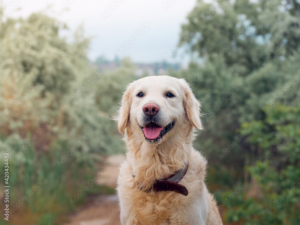 Portrait of golden retriever dog Portrait of golden retriever dog