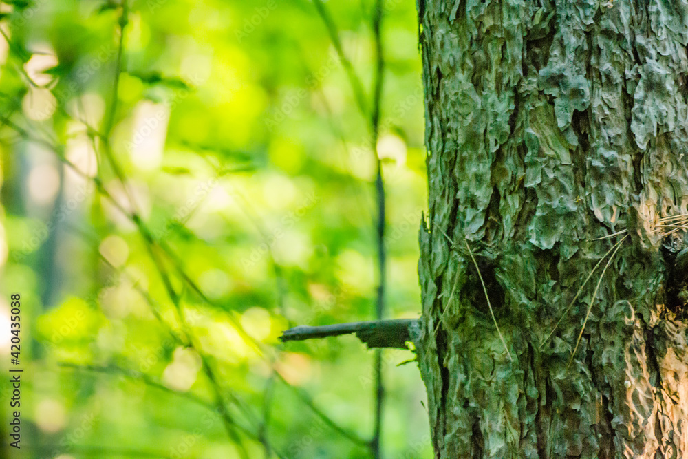 Obraz premium Spring thick forest on Fruska Gora Mountain