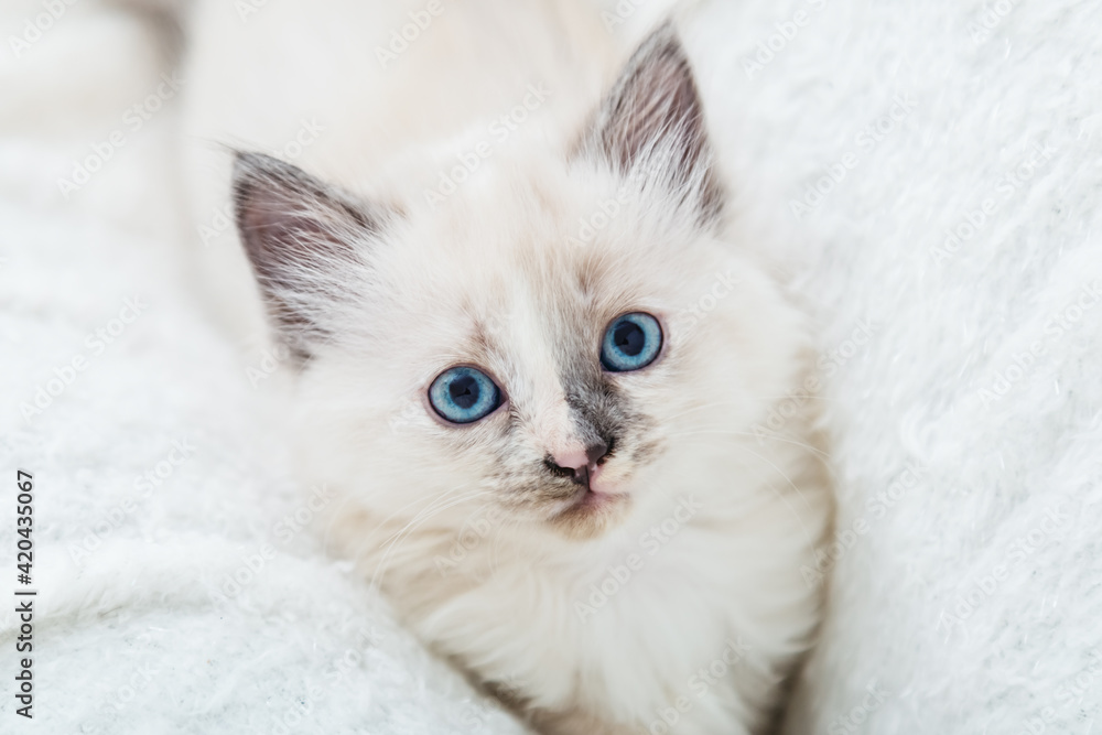 White fluffy kitten lies on couch. Playful cat with blue eyes is resting on soft white blanket at home alone. Happy Kitten baby looking at camera. Cat Portrait with spotted nose