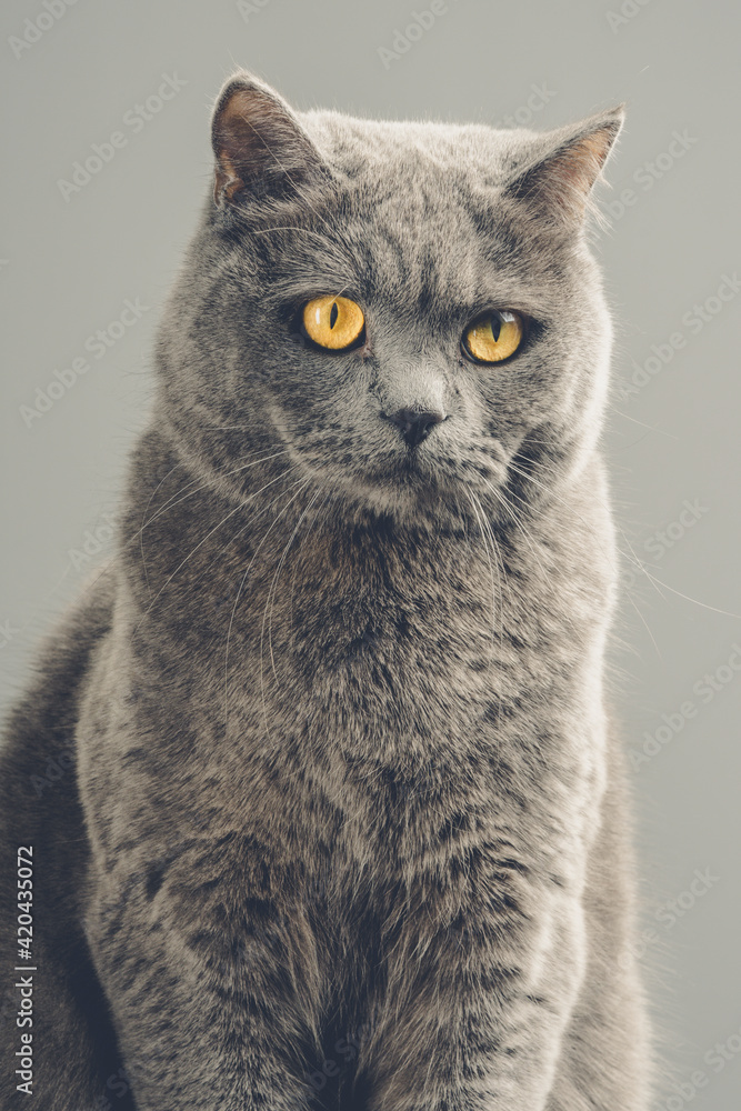 Cute british shorthair cat on grey background