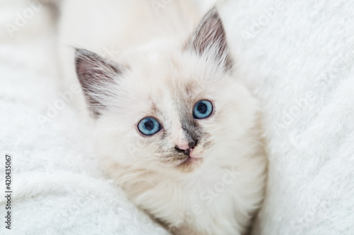 White fluffy kitten lies on couch. Playful cat with blue eyes is resting on soft white blanket at home alone. Happy Kitten baby looking at camera. Cat Portrait with spotted nose